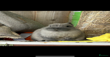 Netherland Dwarf rabbits - Advert 6