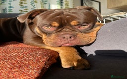Olde English Bulldogge dogs for sale: Old tyme English bulldog - Image 3