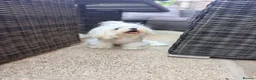 Maltese dogs for sale: Full Korean Female Maltese Age 5 - Advert 4