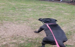 Mixed Breed dogs for sale:  Meet Leila, a 2-year-old mixed breed  - Advert 4