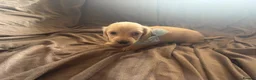 Miniature Dachshund dogs for sale: Cream Long Haired Pups KC - Advert 9