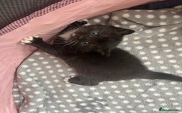 British Shorthair cats for sale: Beautiful British shorthair kitty!! - Image 15