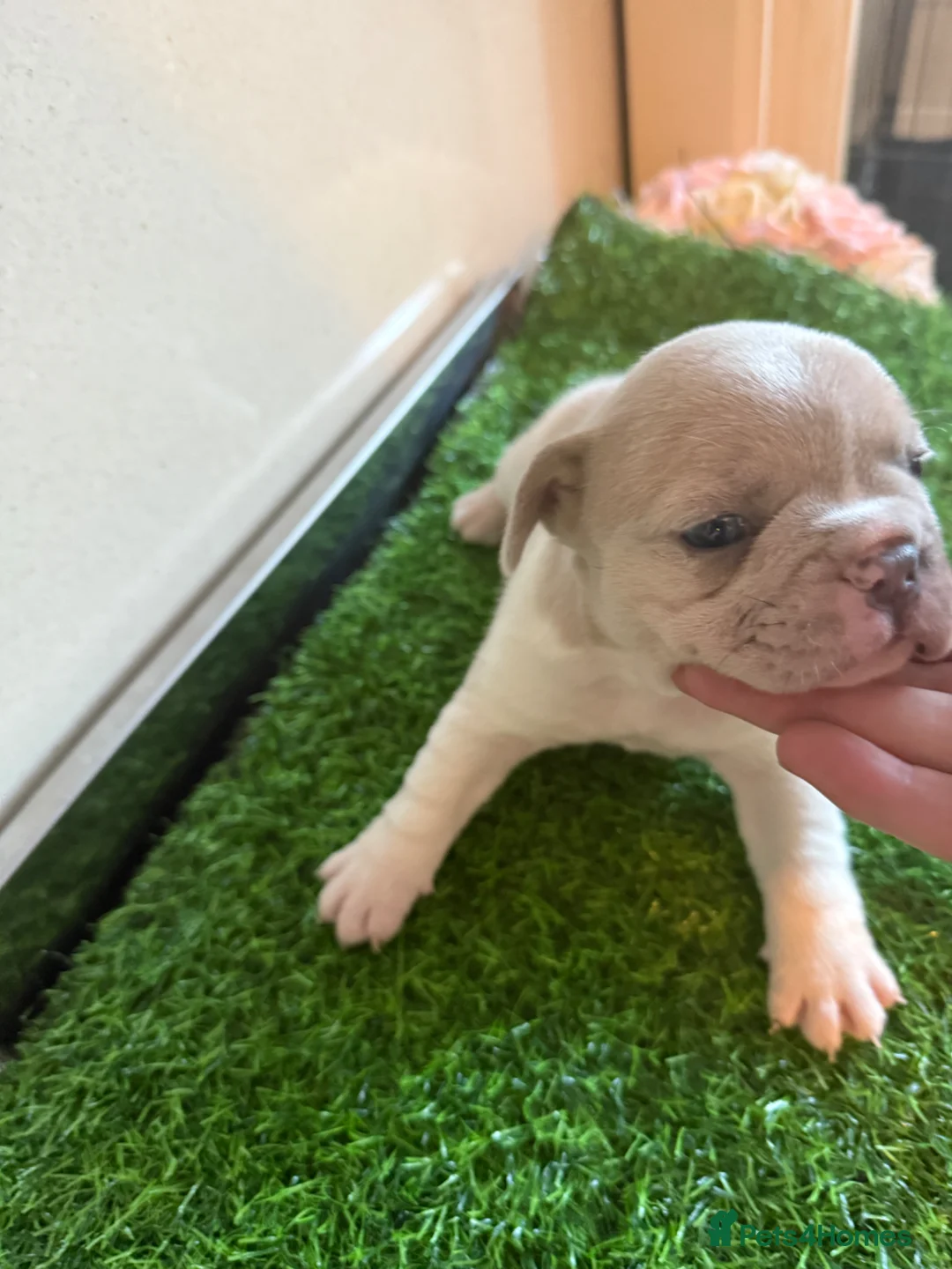 French Bulldog dogs for sale: French Bulldog Puppies 3 Female  - Advert 1