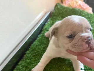 French Bulldog dogs French Bulldog Puppies 3 Female - Advert 3