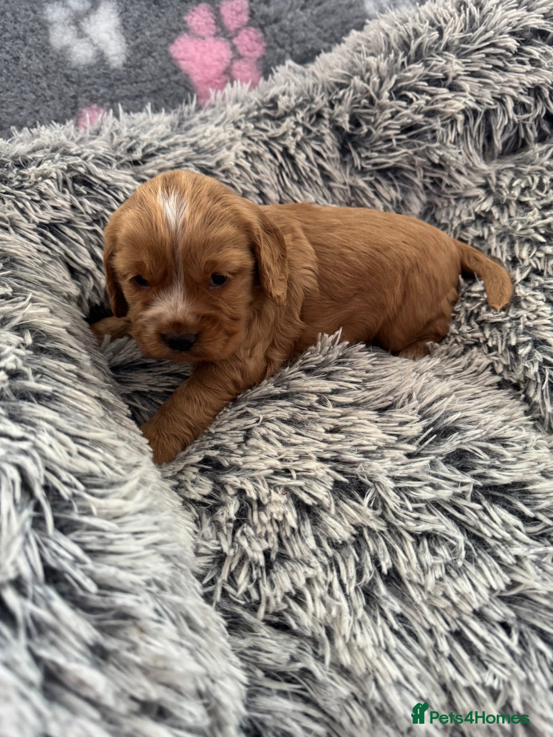 Cocker Spaniel dogs for sale: Show Type Cocker Spaniel Puppies – Girls Only - Advert 5