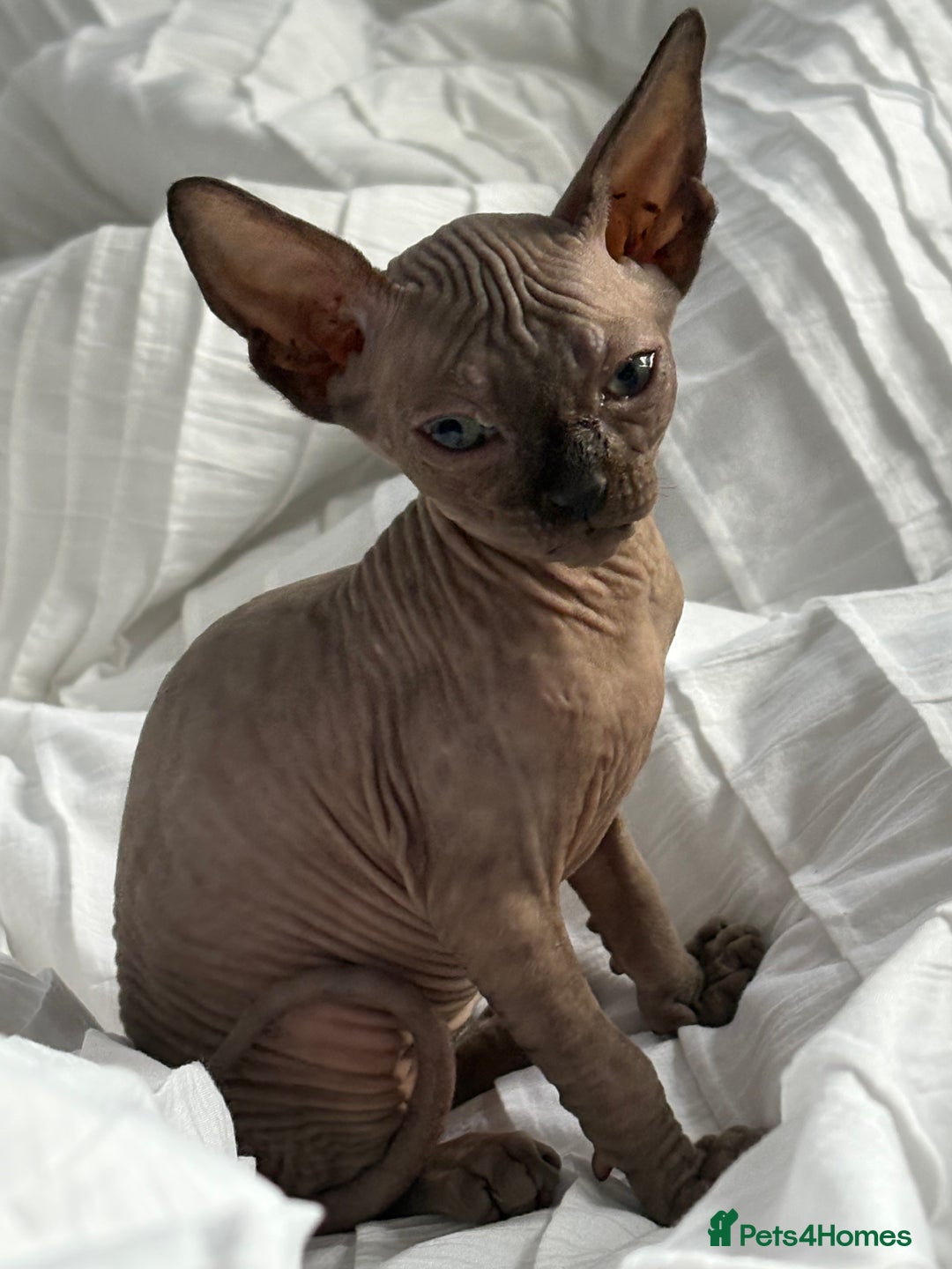 Sphynx cats for sale: Sphinx for sale Boy - Advert 5