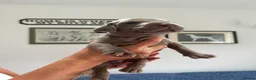 Weimaraner dogs for sale: Weimaraner puppies KC registered in Swansea - Advert 3