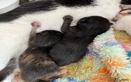Domestic Shorthair cats for sale: 4 kittens  - Image 5
