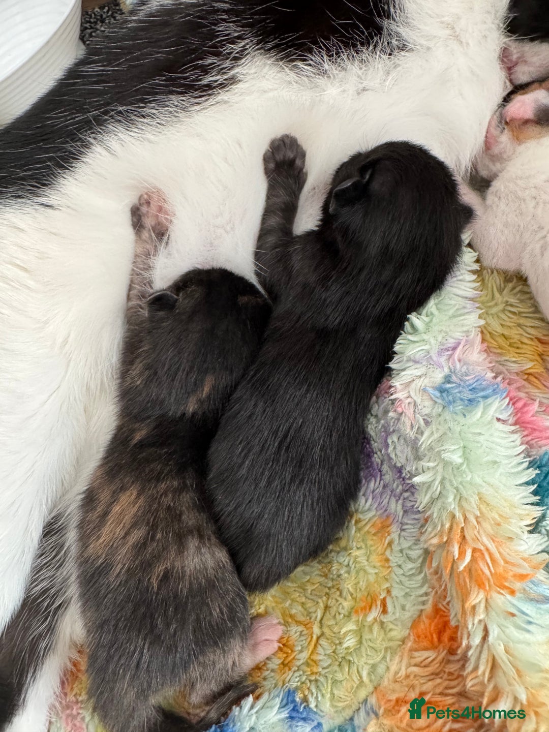 Domestic Shorthair cats for sale: 4 kittens  - Image 5