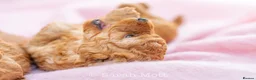 Toy Poodle dogs for sale: 🐶🐾Toy Poodle Puppies 🐾🐶 in Tunbridge Wells - Advert 17
