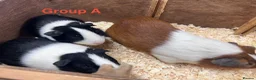 Guinea Pig rodents for sale: Young Male / Boar Dutch Guinea pigs - Advert 3