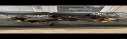 Rottweiler dogs for sale: 🐶🐾 Rottweiler puppies 🐾🐶 - Advert 30