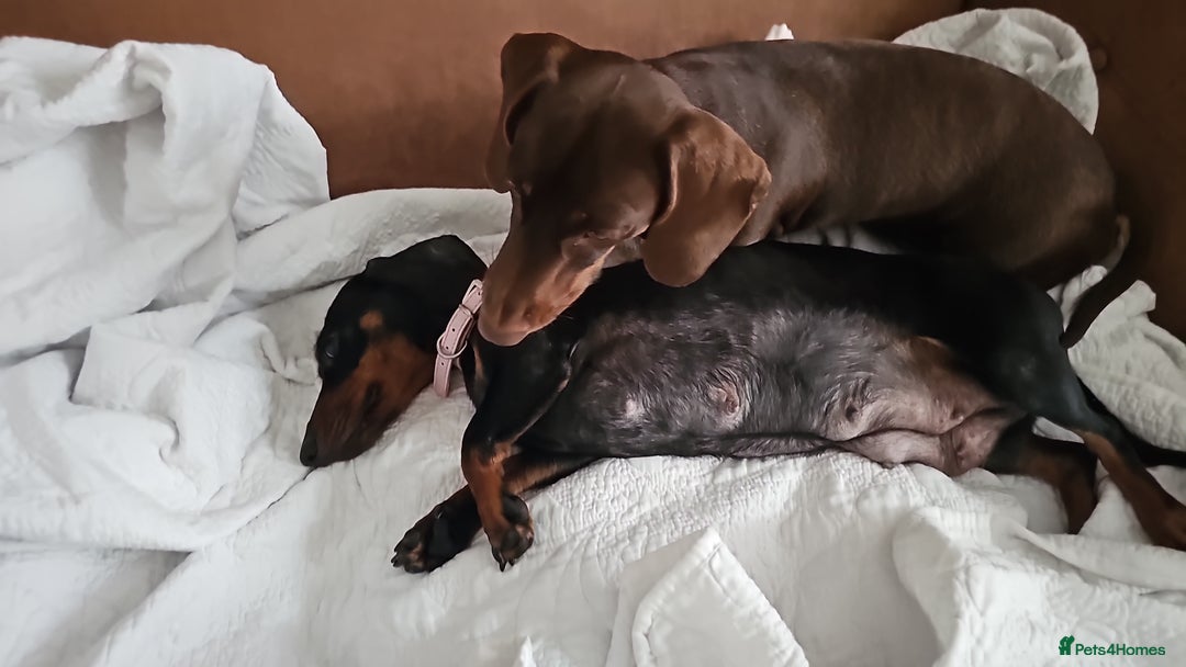 Miniature Dachshund dogs for sale: Puppy 1 boy Black & Tan  - Image 10
