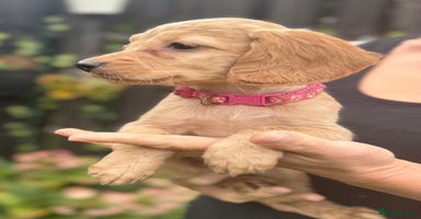 Cockapoo dogs - Advert 13