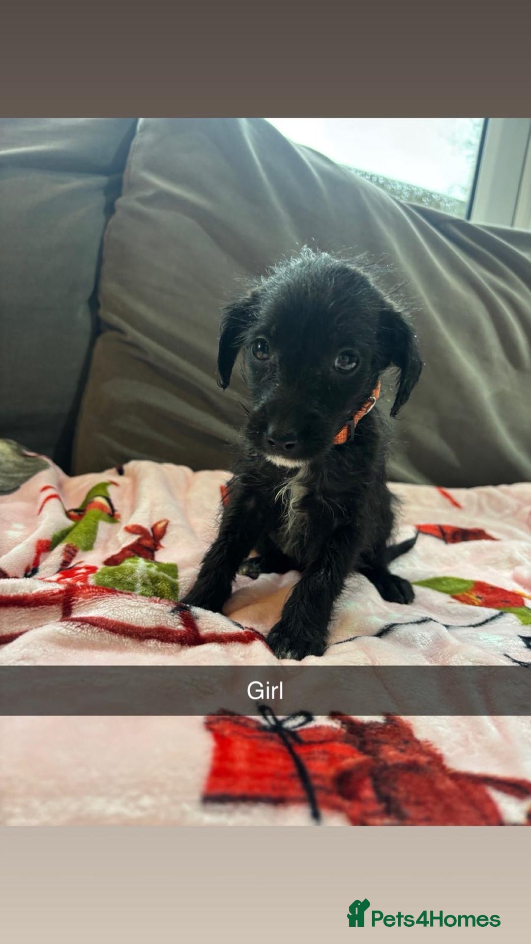 Jackapoo dogs for sale: 6 beautiful and playful Jackapoo puppy’s for sale  - Advert 5