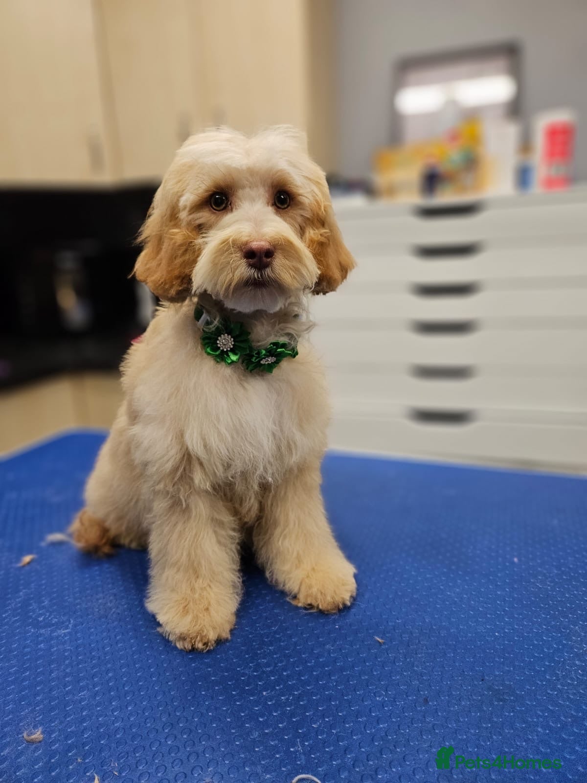 Cockapoo dogs Teddy bear cockapoos  - Advert 1