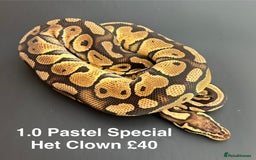 Python Snake reptiles for sale: Royal Pythons  - Advert 5