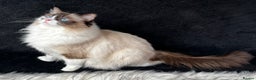 Ragdoll cats for sale: Ragdoll female ACTIVE GCCF registered  - Advert 6