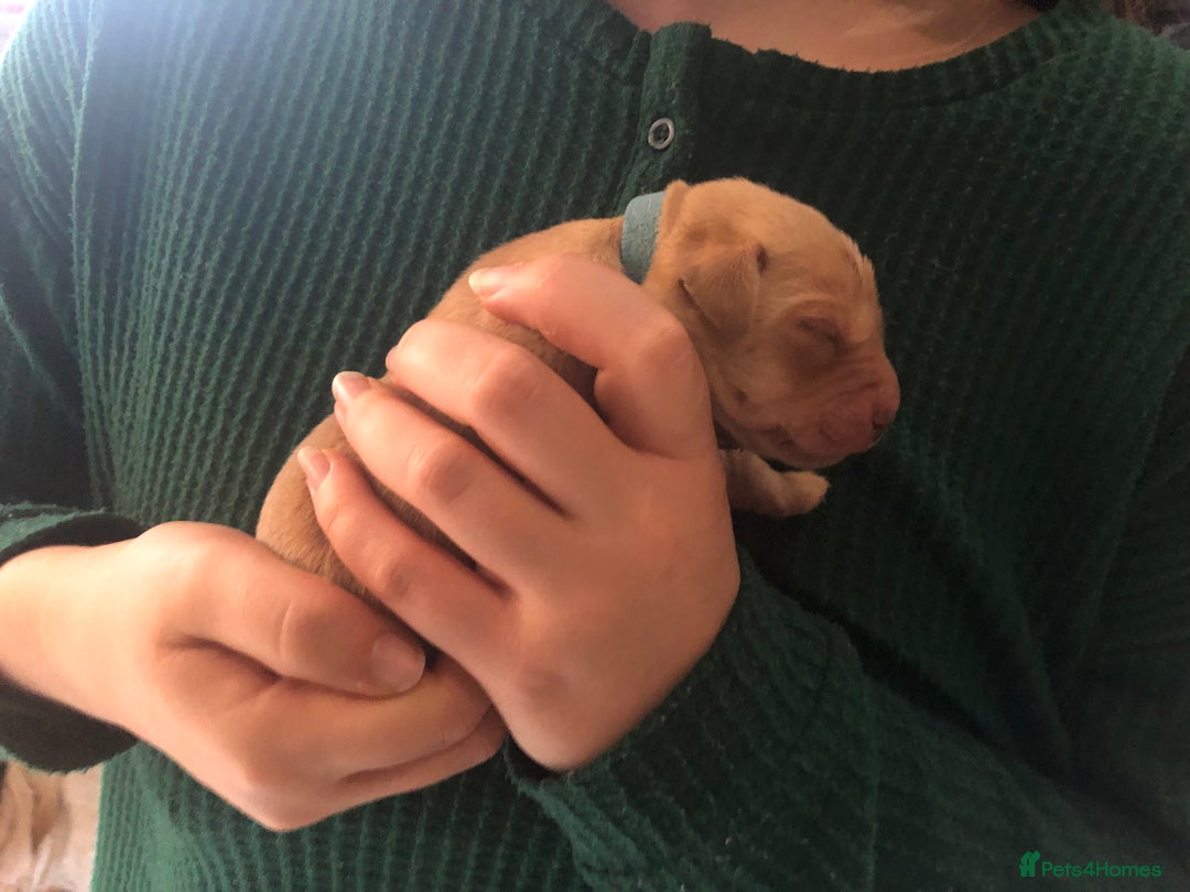 Labrador Retriever dogs for sale: Outstanding KC reg. yellow and black Labrador pups - Advert 6