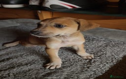 Mixed Breed dogs for sale: German Staffy Litter Available 12/10/25 - Image 7