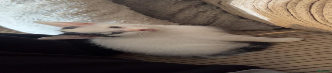 Male