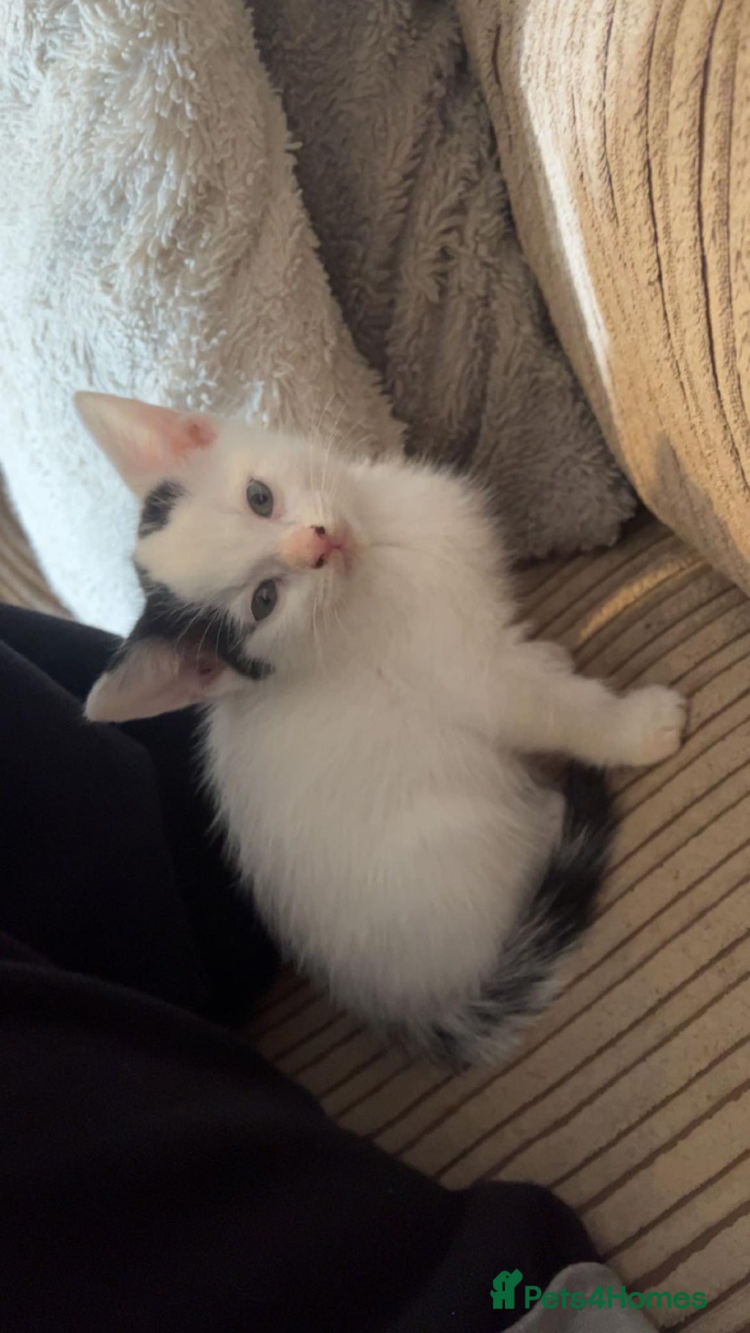 Mixed Breed cats for sale: Black/Black&White Kittens For Sale - Image 11