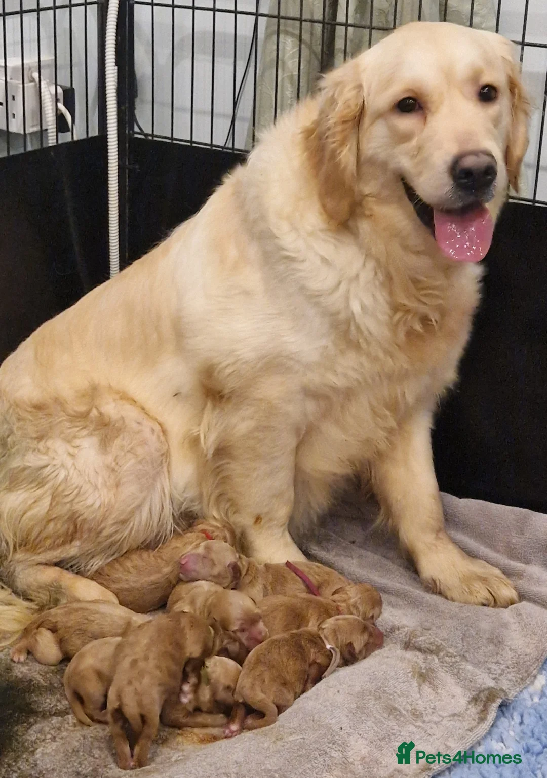 Goldendoodle dogs for sale: F1 Goldendoodle puppies ready now  - Advert 5