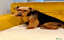 Welsh Terrier dogs for sale: Absolutely stunning top litter  - Image 5