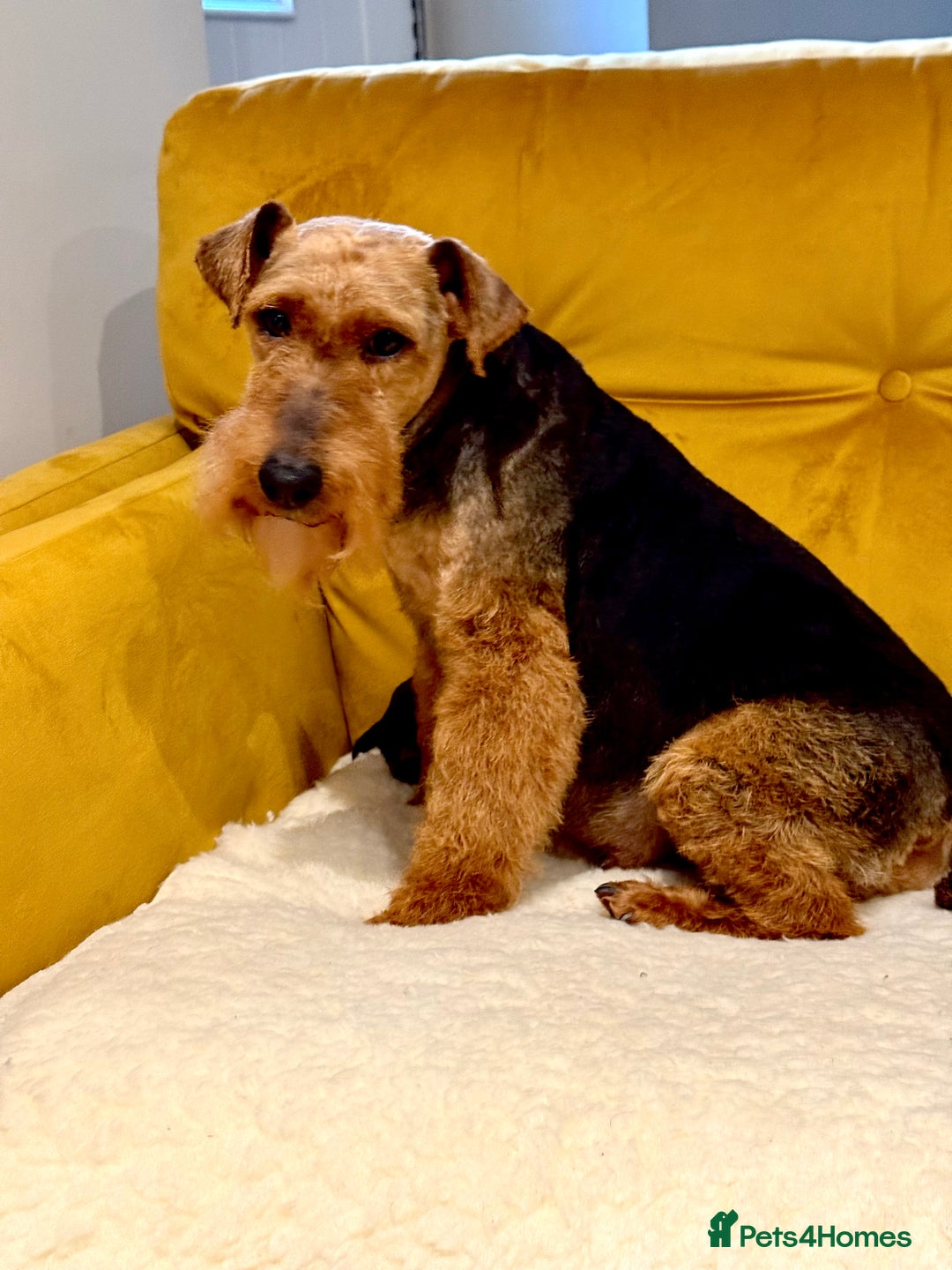 Welsh Terrier dogs for sale: Absolutely stunning top litter  - Image 5