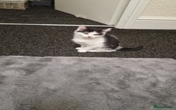 Mixed Breed cats for sale: Adorable Britishshorthair🐾 mixed looking for 🏠 - Advert 3