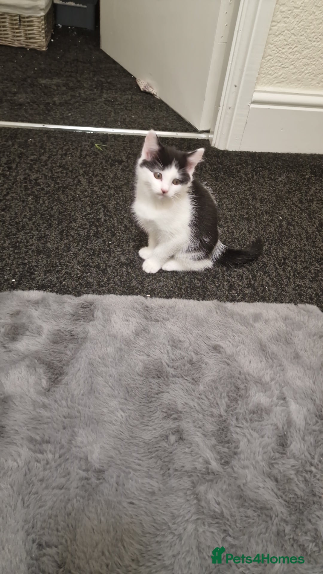 Mixed Breed cats for sale: Adorable Britishshorthair🐾 mixed looking for 🏠 - Advert 3