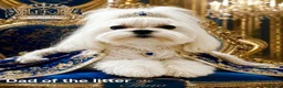 Maltipoo dogs for sale: Maltipoo puppies health tested parents  - Advert 13