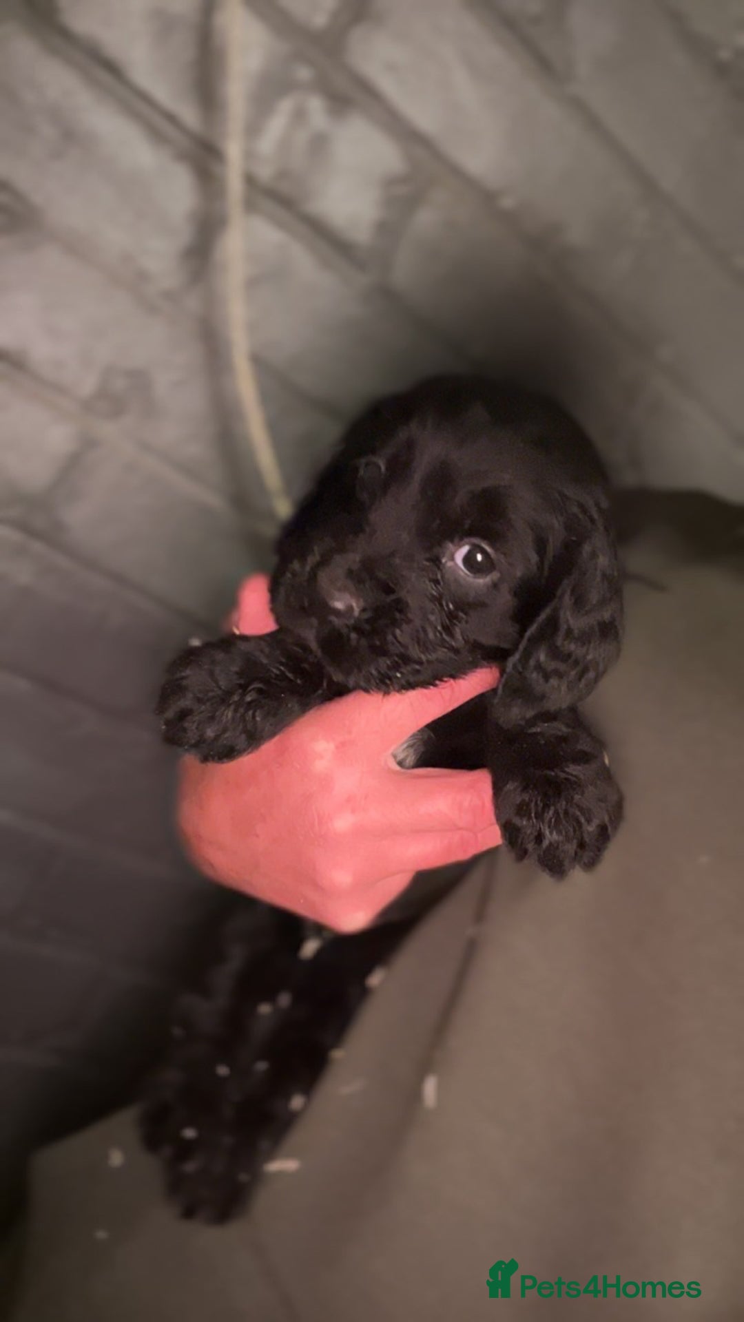 Cocker Spaniel dogs for sale: Cocker spaniel  - Image 9