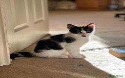 Domestic Shorthair cats for sale: 5 adorable mixed kittens, Russian Blue & Shorthair - Advert 20