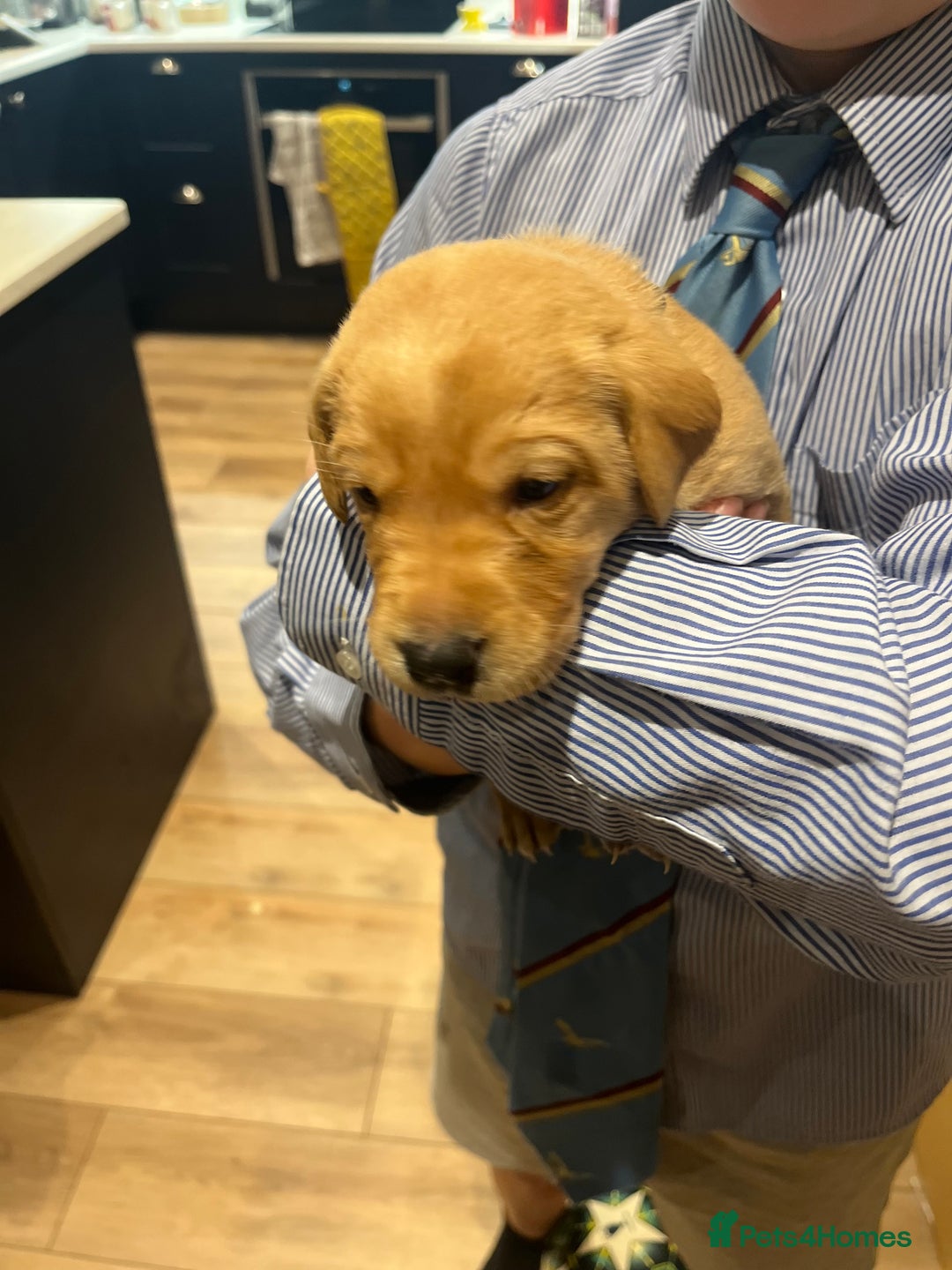 Labrador Retriever dogs for sale: Beautiful fox red puppies  - Advert 19