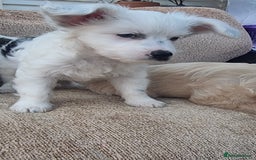Chinese Crested dogs for sale: 5 beautiful Chinese crested puffs 3 girls 2 boys - Image 25