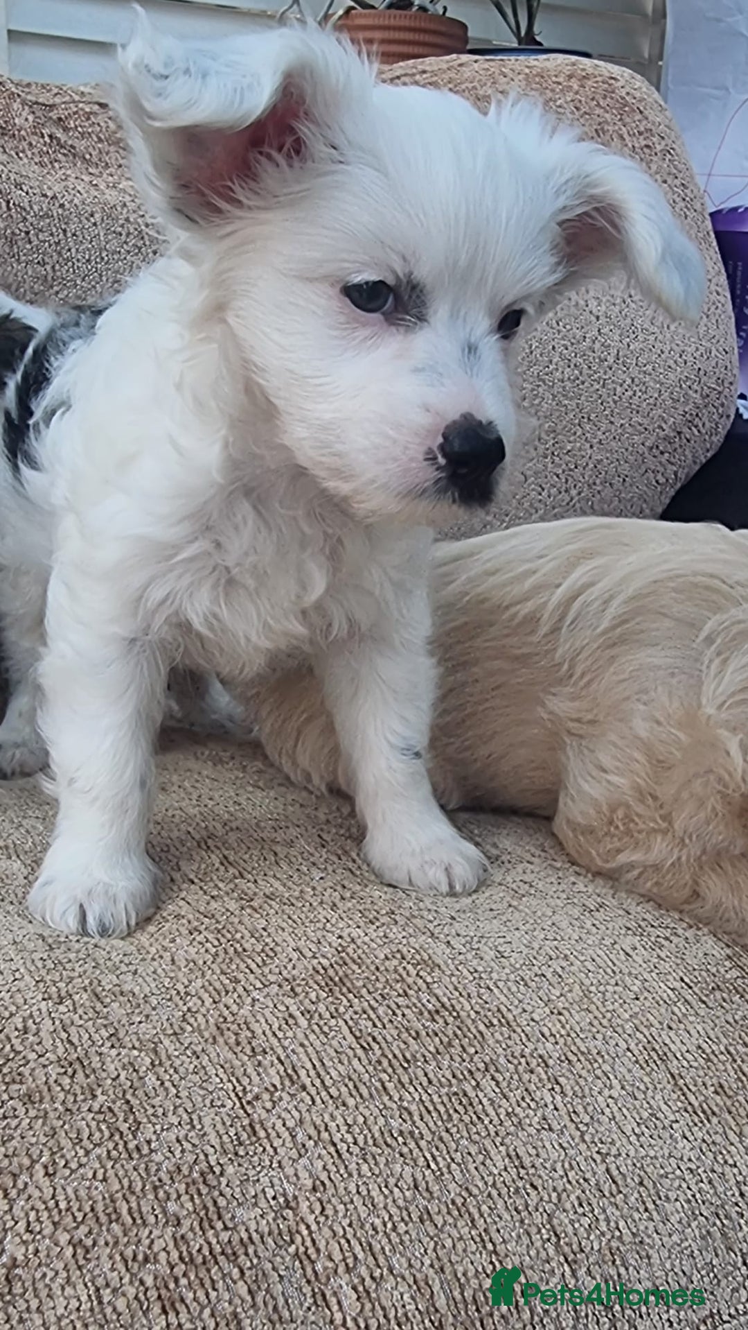 Chinese Crested dogs for sale: 5 beautiful Chinese crested puffs 3 girls 2 boys - Image 25