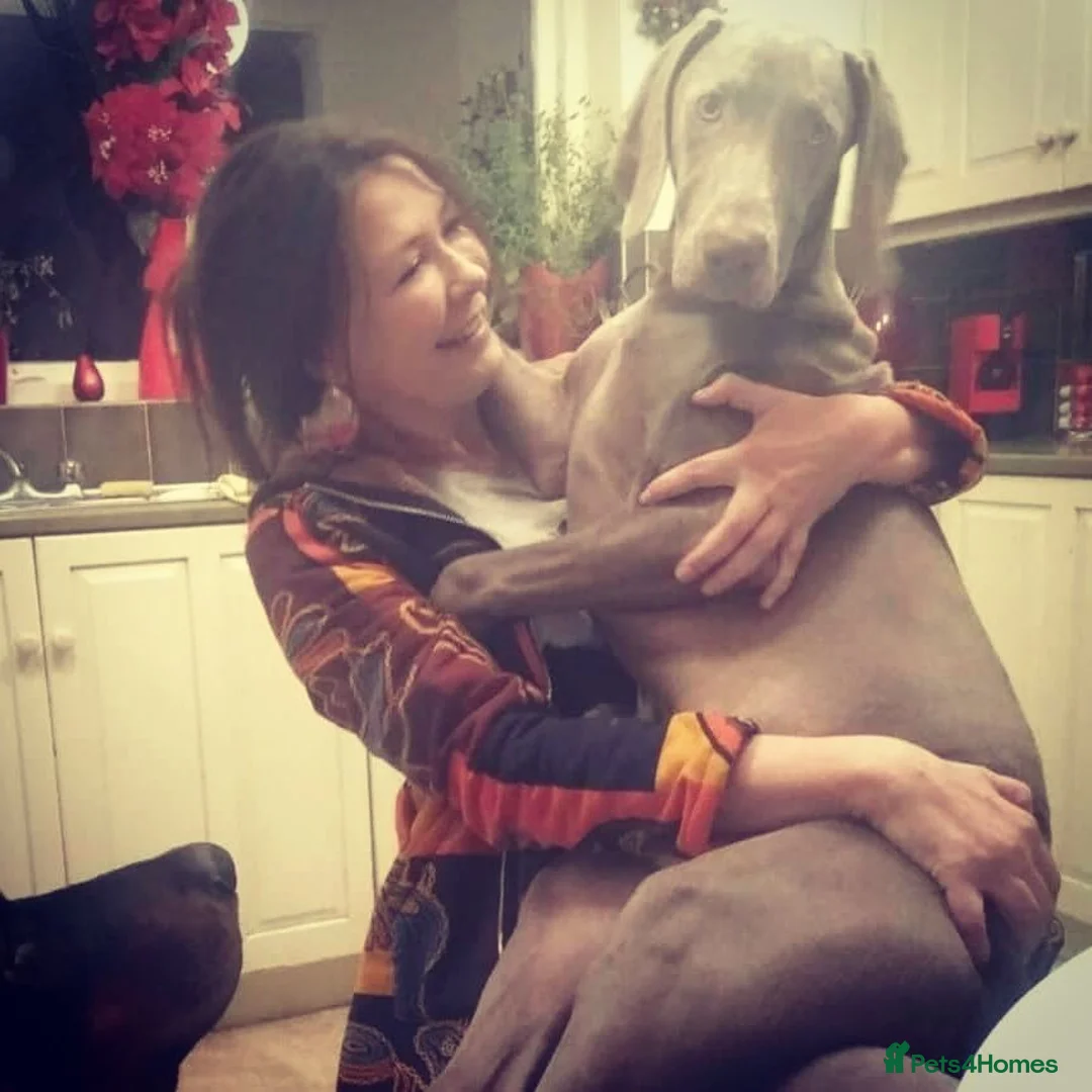 Weimaraner dogs for stud: 🔥super stud🔥Hipscored🔥KC reg in Woodbridge - Advert 12