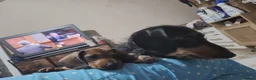 Chiweenie dogs for sale: Chiweenie Pups - Advert 3