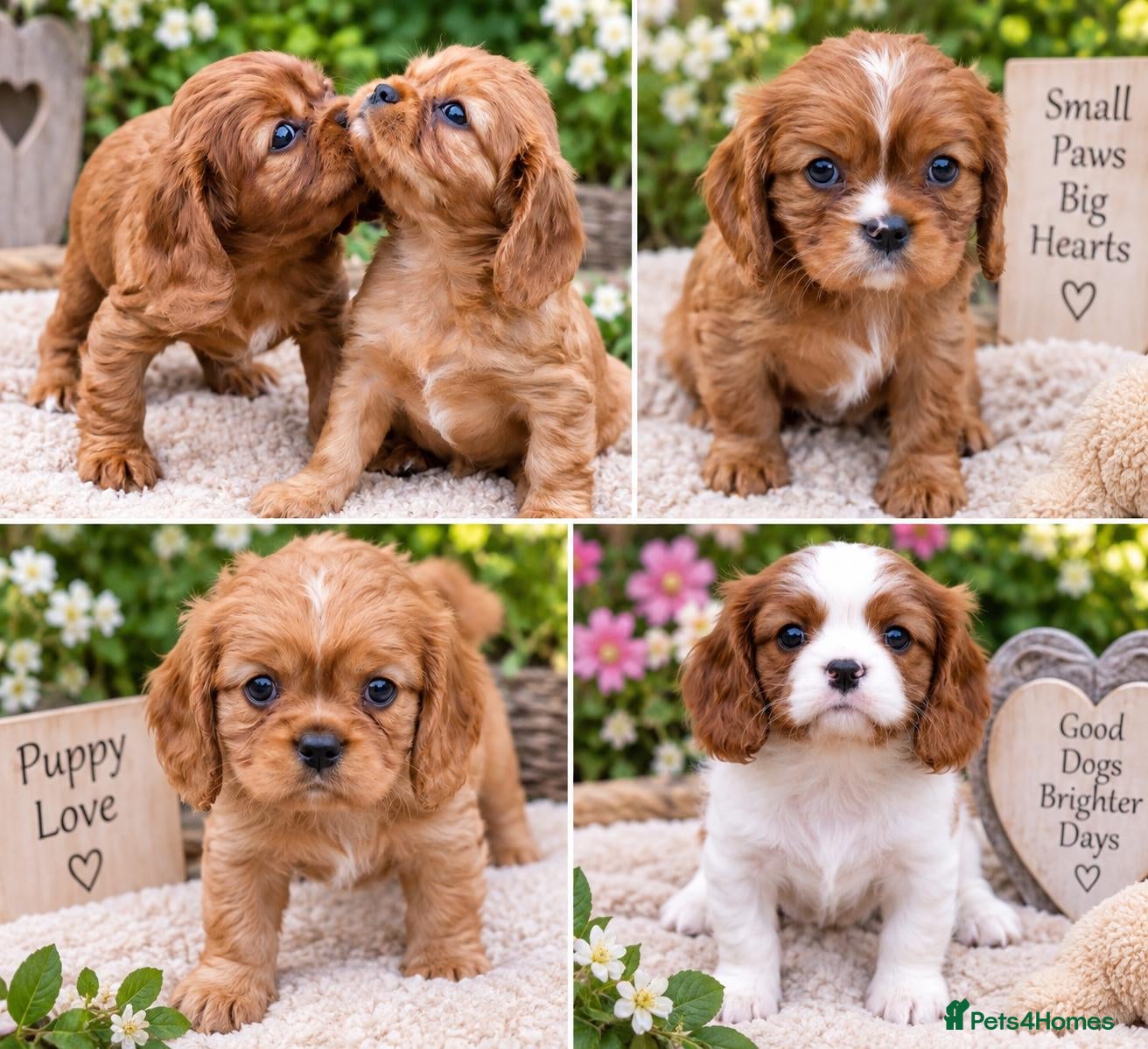 Cavalier King Charles Spaniel dogs Cavalier King Charles Spaniel! - Advert 5