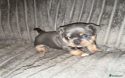Mixed Breed dogs for sale: Frenchie cross puppy’s (80% frenchie) - Advert 6
