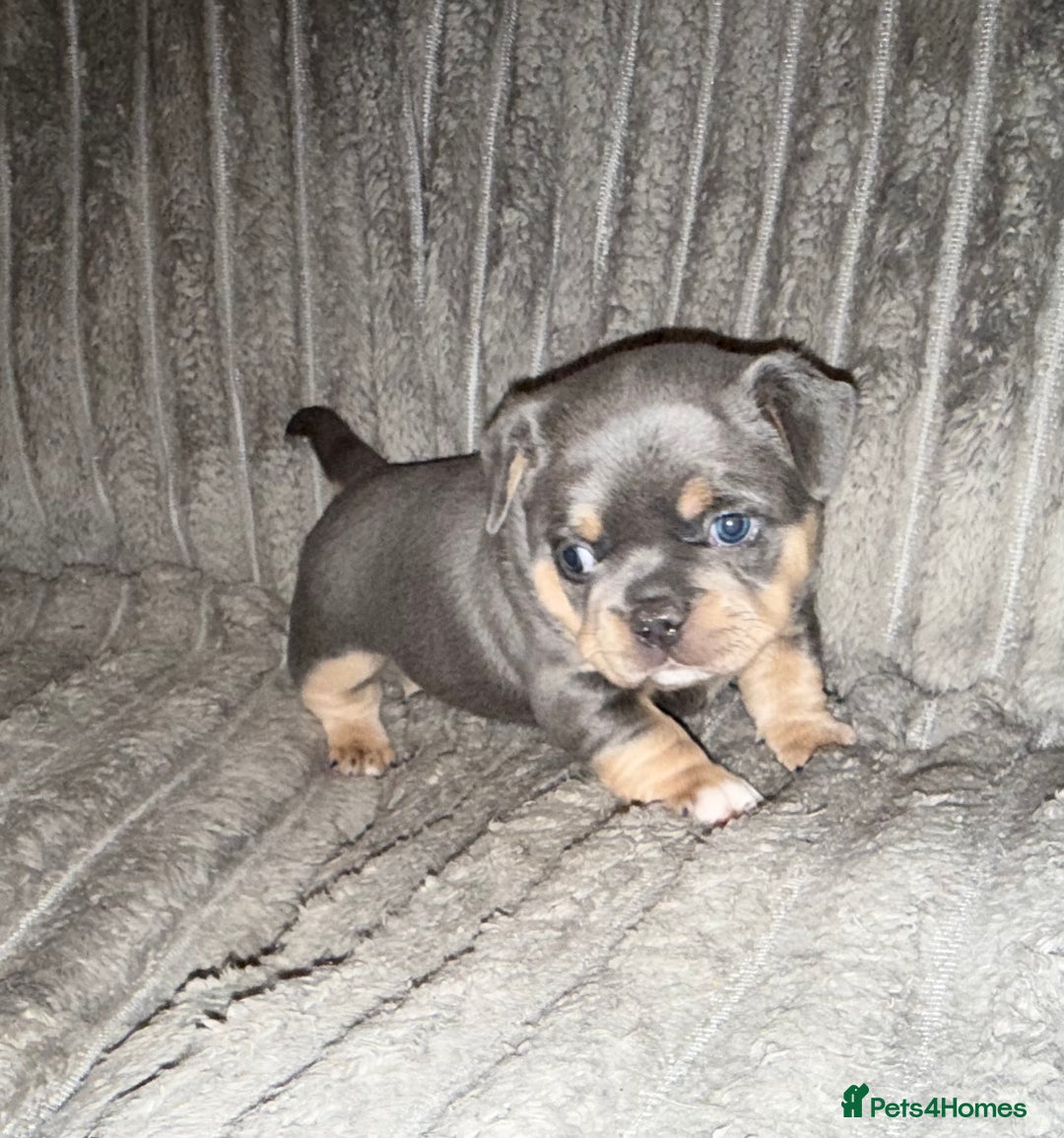 Mixed Breed dogs for sale: Frenchie cross puppy’s (80% frenchie) - Advert 6