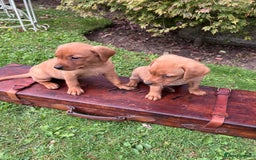 Labrador Retriever dogs for sale: Dark Red and Yellow KC reg DNA Clear Lab Puppies - Image 24
