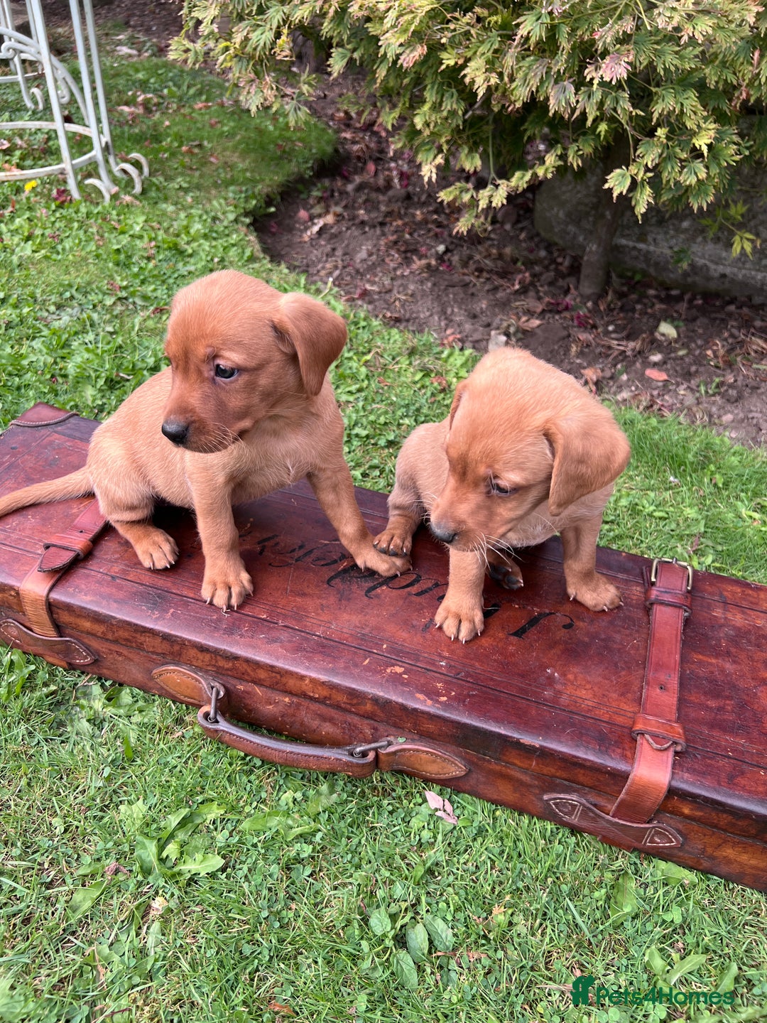 Labrador Retriever dogs for sale: Dark Red and Yellow KC reg DNA Clear Lab Puppies - Image 24