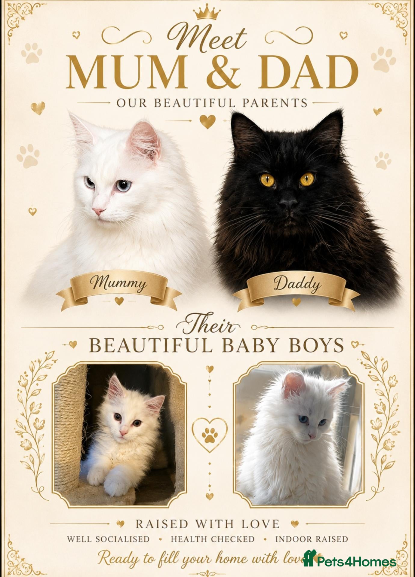 Maine Coon cats Pure white maincoon  - Advert 6