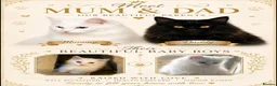 Maine Coon cats for sale: Pure white maincoon  in Glasgow - Advert 1