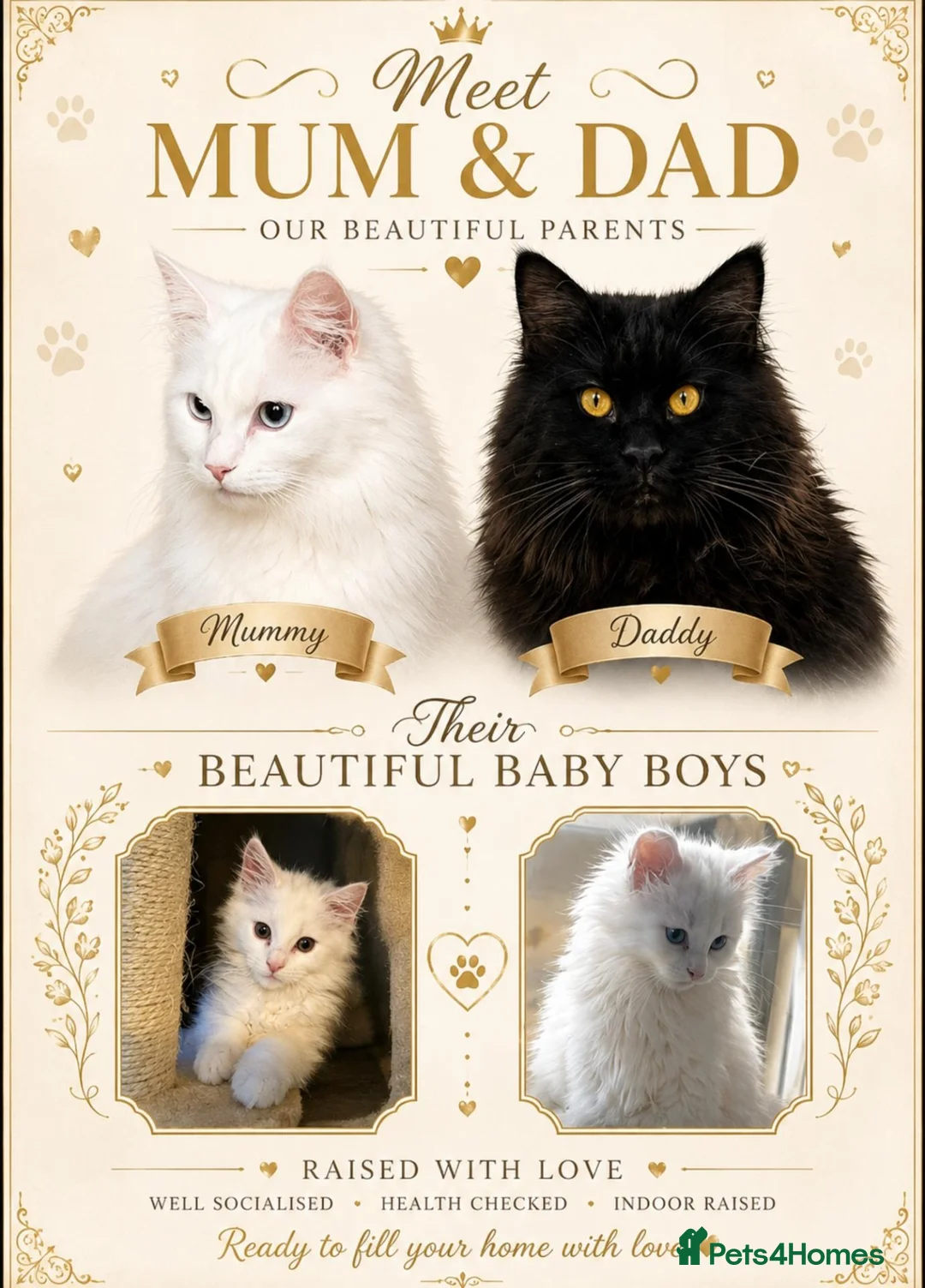 Maine Coon cats for sale: Pure white maincoon  in Glasgow - Advert 1