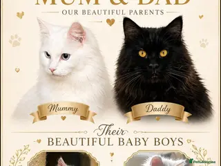 Maine Coon cats Pure white maincoon - Advert 1