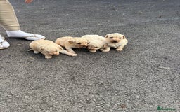 Toy Poodle dogs for sale: Toy Poodle Pups with Lovely Temperaments - Image 18