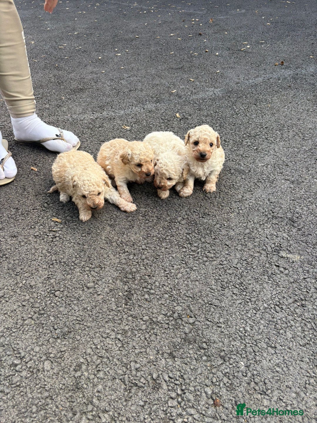Toy Poodle dogs for sale: Toy Poodle Pups with Lovely Temperaments - Image 18